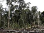 110718144355_hutan_304x171_getty.jpg