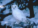 neige-1135336748.jpg