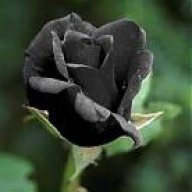 BLack_Hurr