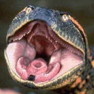 condorgs