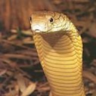 cobra38
