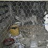 pilottt