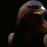 red eagle