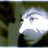 bulut_5555