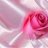 pinkrose